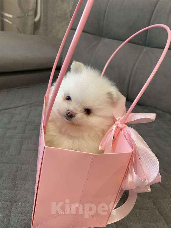 Собаки в Кемерово: Продажа щенков немецкого шпица Мальчик, 50 000 руб. - фото 2