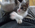 Кошки в Кораблино: Котятки в добрые руки, Бесплатно - фото 4
