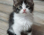Кошки в Ветлуге: Котята Мейн-Кун, 7 000 руб. - фото 2