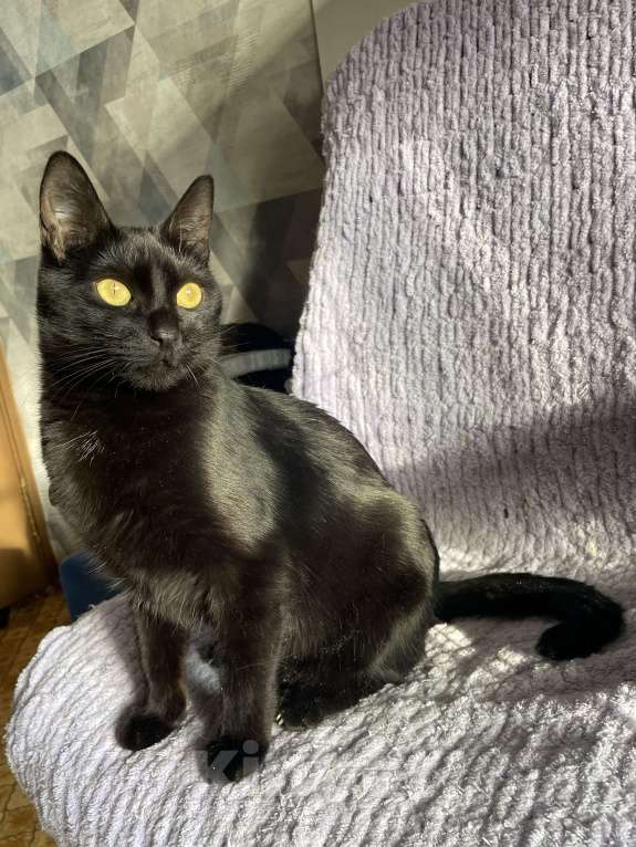 Кошки в Москве: Ласковый котик ждёт человека Мальчик, Бесплатно - фото 1