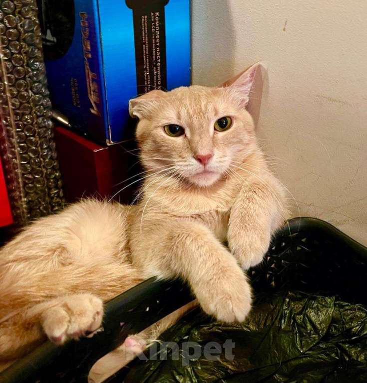 Кошки в Москве: Кошечке Джулии, пострадавшей от людей нужна любовь и забота. В добрые руки Девочка, Бесплатно - фото 5