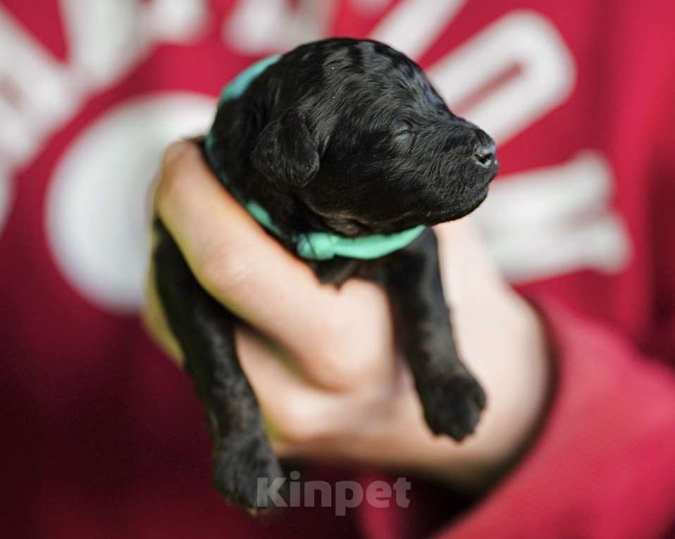 Собаки в Санкт-Петербурге: Щенки пуделя той/миниатюр  Девочка, Бесплатно - фото 6