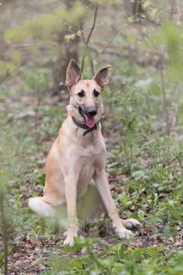 Собаки в Подольске: Керри  ищет семью! Девочка, Бесплатно - фото 4