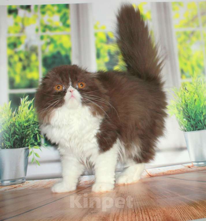 Кошки в Санкт-Петербурге: Шотландская вислоухая шоколадная Девочка, 35 000 руб. - фото 3