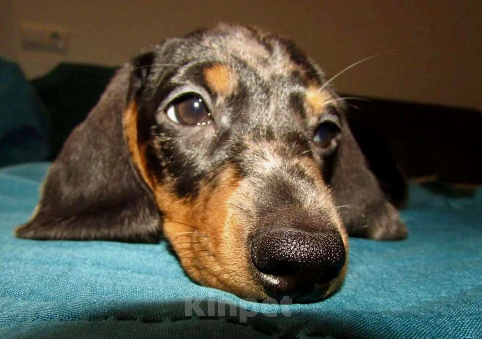 Собаки в Москве: Две сестрички Девочка, 50 000 руб. - фото 3