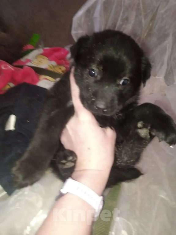 Собаки в Нижнем Тагиле: Щенки аляскинского маламута в добрые руки Девочка, Бесплатно - фото 3