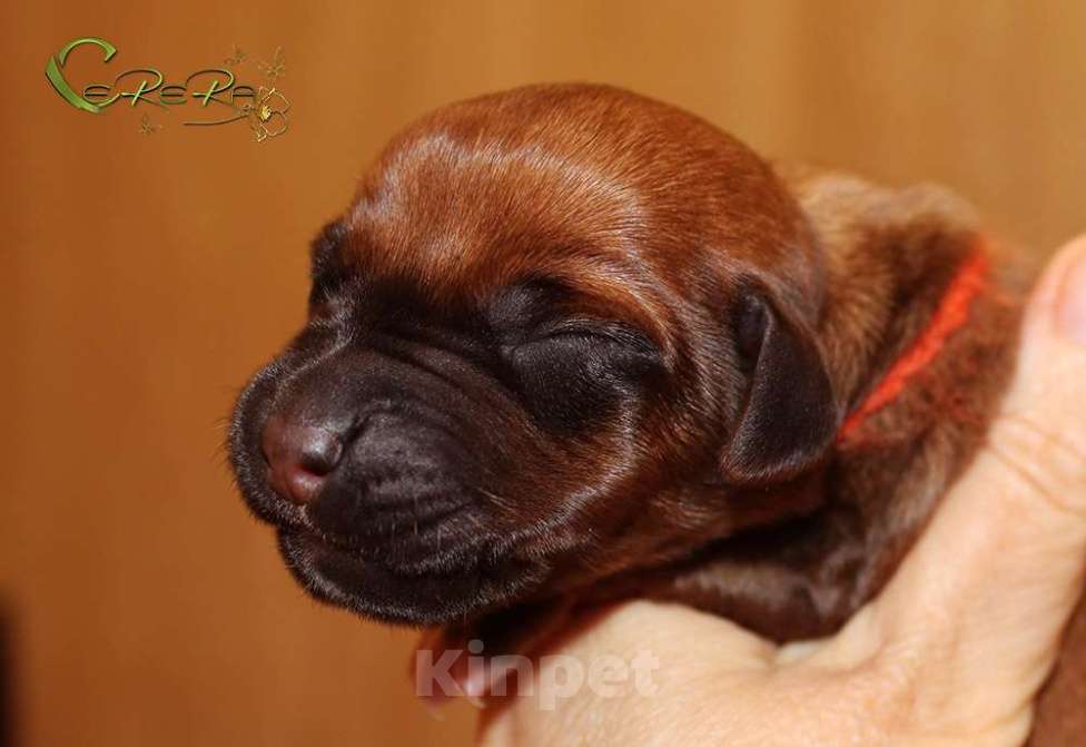 Собаки в других городах Московской области: Щенки риджбека из питомника РКФ Девочка, 80 000 руб. - фото 2