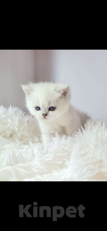 Кошки в Краснодаре: Продаю котят серебряной шотландской шиншиллы  Мальчик, 35 000 руб. - фото 2