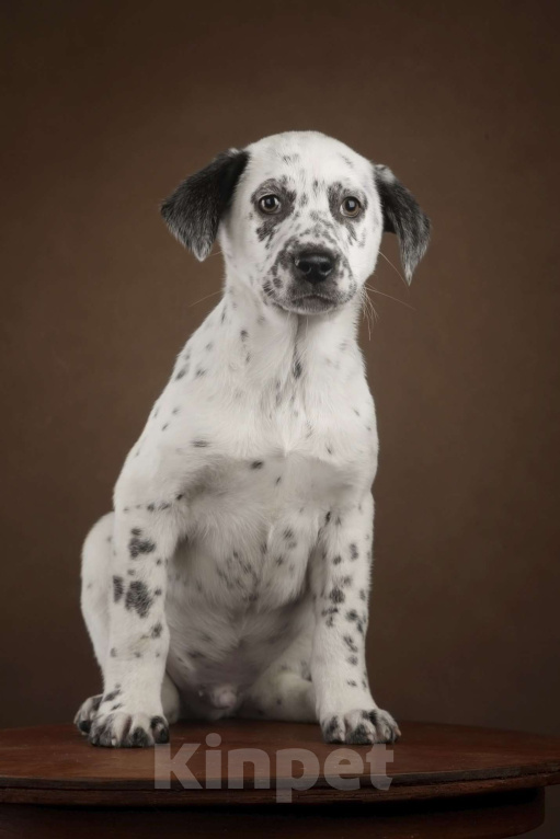 Собаки в Москве: Щенок в добрые руки Мальчик, Бесплатно - фото 1