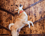 Собаки в Москве: Бывшедомашняя собака в поисках нового дома  Девочка, 1 руб. - фото 6