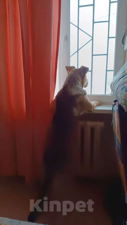 Собаки в Севастополе: Супер собака Мальчик, Бесплатно - фото 2