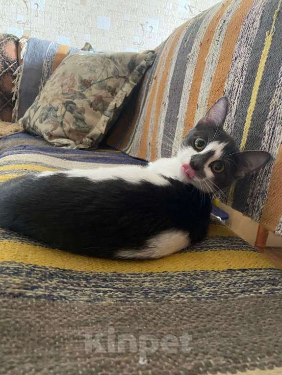 Кошки в Москве: Смешная девчонка  - котенок Зефирка, 3 месяца Девочка, Бесплатно - фото 3