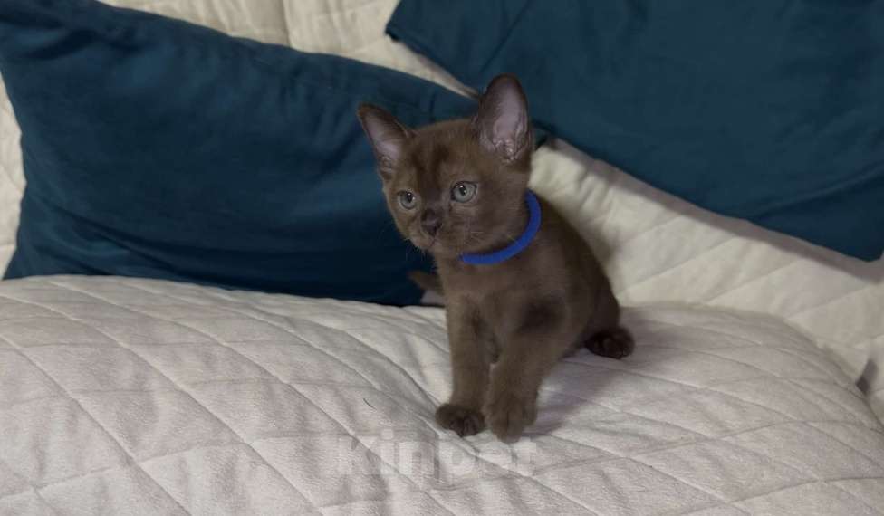 Кошки в Москве: Буми соболь Мальчик, 35 000 руб. - фото 4