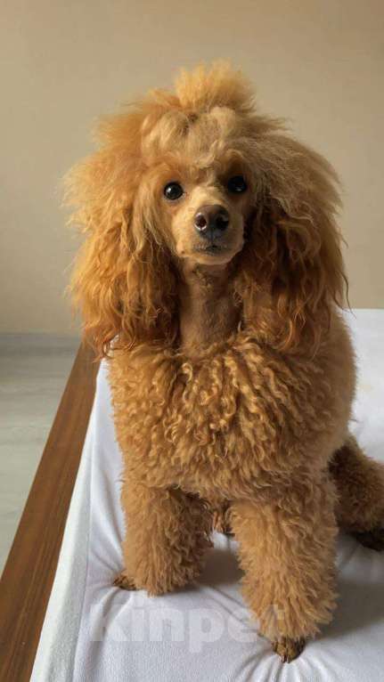 Собаки в Видном: Щенки миниатюрного пуделя Девочка, 50 000 руб. - фото 2