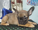 Собаки в Владимире: Девочка французский бульдог Девочка, 30 000 руб. - фото 1