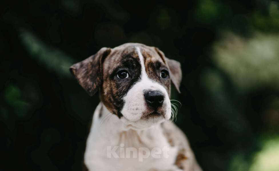 Собаки в Оренбурге: Щенки Амстаффа РКФ Девочка, 80 000 руб. - фото 3