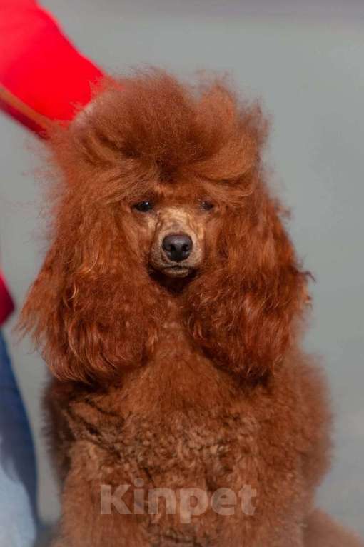 Собаки в Челябинске: Той Пудель кабель Мальчик, 25 000 руб. - фото 3