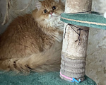 Кошки в Люберцах: Шотландские котята Мальчик, Бесплатно - фото 6