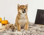 Собаки в Барнауле: Девочка Сиба Ину (Shiba Inu) Девочка, 100 000 руб. - фото 2