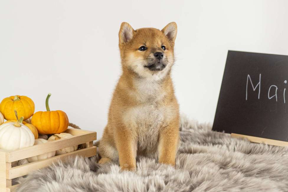 Собаки в Барнауле: Девочка Сиба Ину (Shiba Inu) Девочка, 100 000 руб. - фото 2