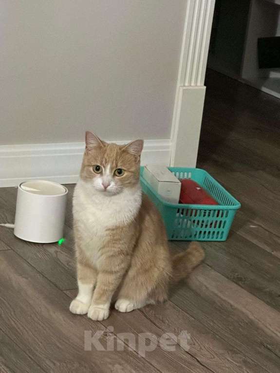 Кошки в Звенигороде: Пропала Кошка Девочка, 20 000 руб. - фото 2