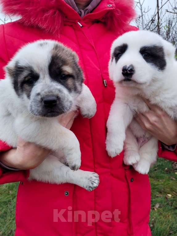 Собаки в Армянске: Продажа щенков САО  Мальчик, 20 000 руб. - фото 4