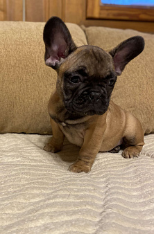 Шикарный мальчик французик ! 