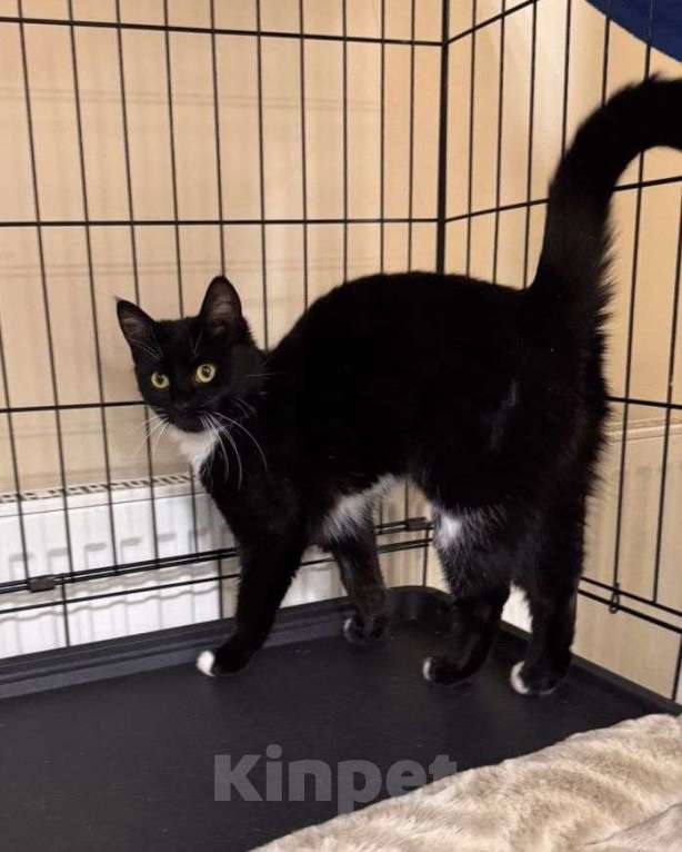 Кошки в Москве: Домашний котеночек в клетке. Семья, где же вы?  Девочка, Бесплатно - фото 1