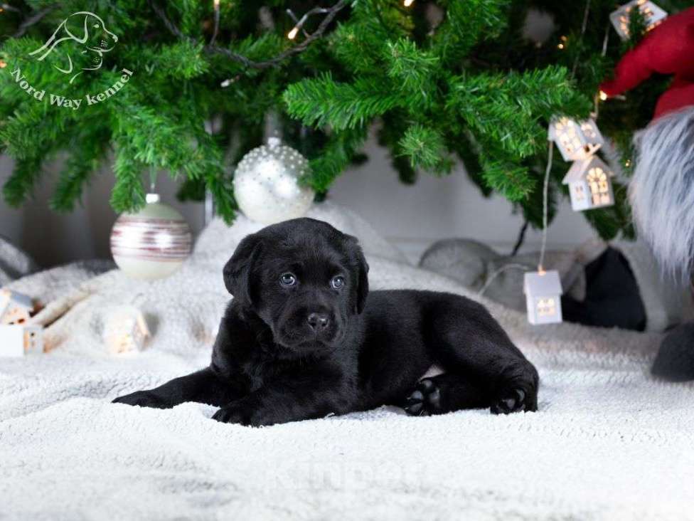 Собаки в других городах Ленинградской области: черная девочка Девочка, 130 000 руб. - фото 3