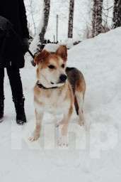 Собаки в Москве: Миша Мальчик, Бесплатно - фото 3