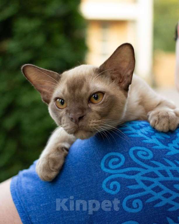 Кошки в Москве: Европейская Бурма Альф Мальчик, 85 000 руб. - фото 4