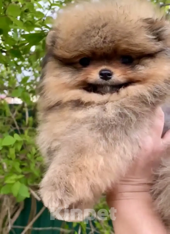 Собаки в Геленджике: Померанский шпиц Мальчик, 25 000 руб. - фото 3