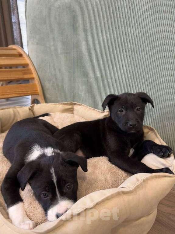 Собаки в других городах Московской области: Чёрная лапка  Девочка, Бесплатно - фото 4