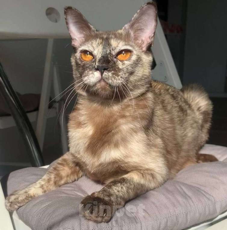 Кошки в Красноярске:    БУРМАНСКАЯ КОШЕЧКА Девочка, 35 000 руб. - фото 7