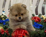 Собаки в Перми: Щенки померанского шпица Девочка, 50 000 руб. - фото 2