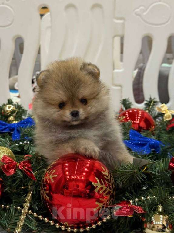 Собаки в Перми: Щенки померанского шпица Девочка, 50 000 руб. - фото 2