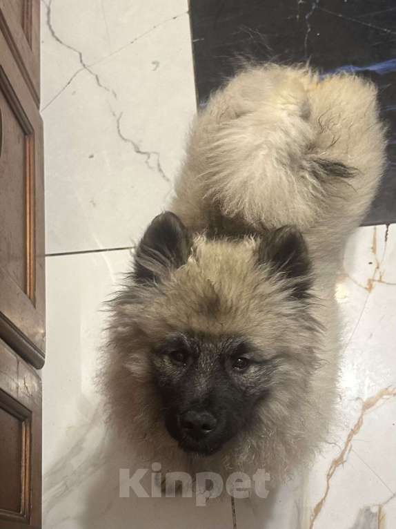 Собаки в Москве: Джоув Божественный Из Воронцовского Дворца  Мальчик, 50 000 руб. - фото 6