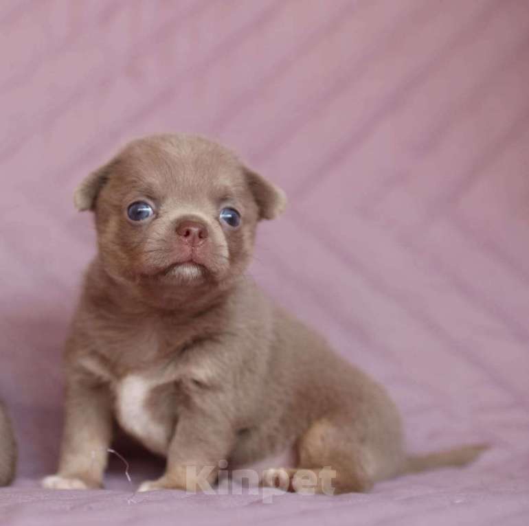 Собаки в Ульяновске: чихуахуа Мальчик, 60 000 руб. - фото 2