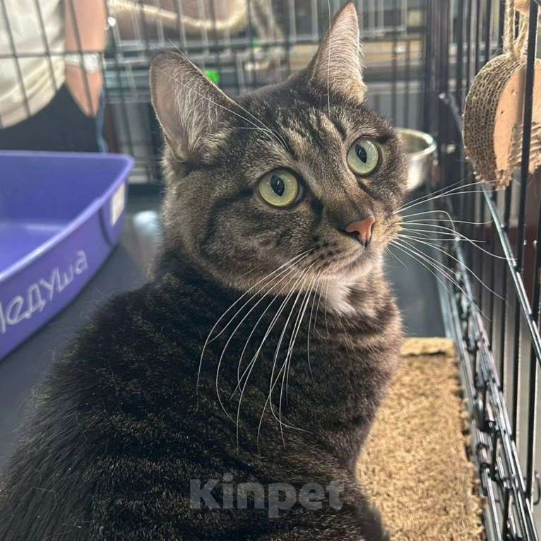 Кошки в Москве: Медуша живет в клетке 4 года Мальчик, Бесплатно - фото 2