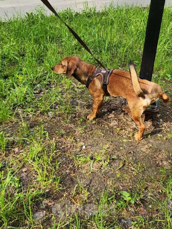 Собаки в Долгопрудном: Ищем невесту Мальчик, Бесплатно - фото 3