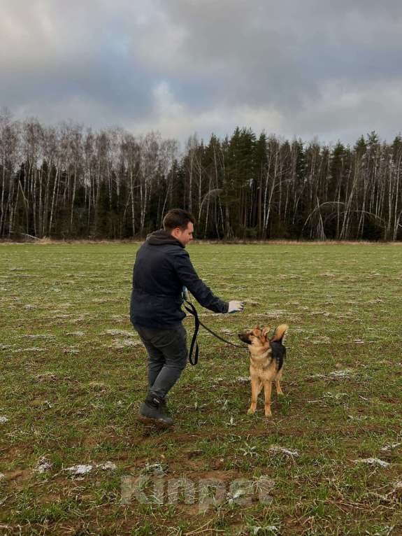 Собаки в Клине: Фундук — ласковый добряк, который ищет свою семью Мальчик, Бесплатно - фото 3