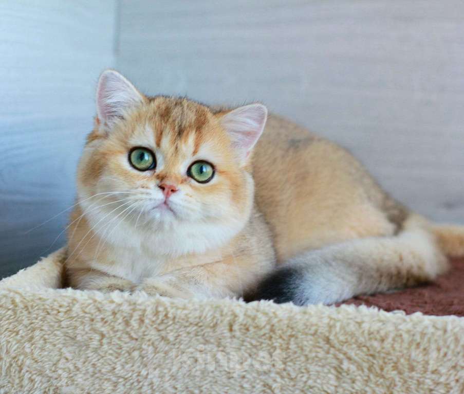 Кошки в Краснодаре: Золотая Британская шиншилла девочка  Девочка, Бесплатно - фото 5