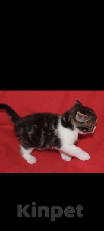 Кошки в Москве: Шотландские котята Мальчик, 25 000 руб. - фото 3