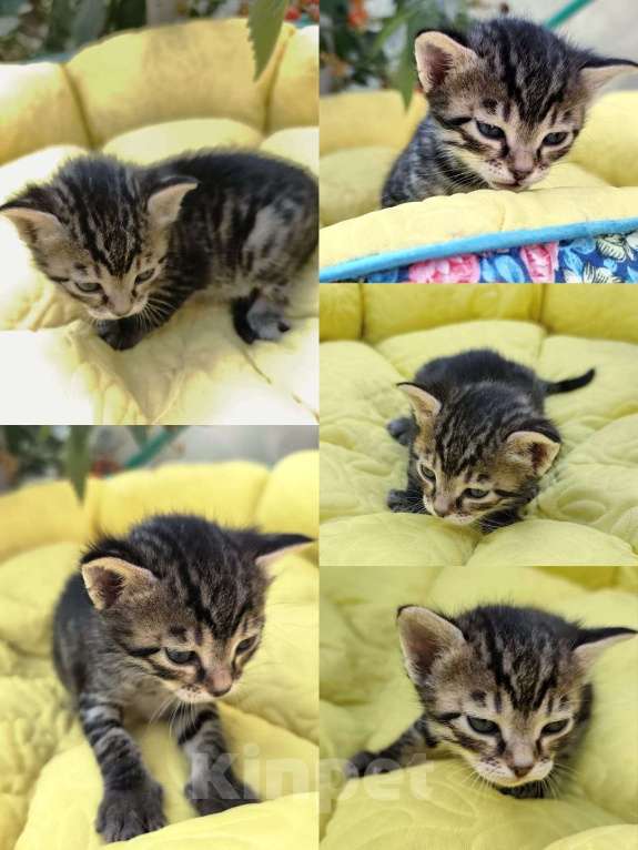 Кошки в Севастополе: Отдам брошенных котят в добрые руки Мальчик, Бесплатно - фото 2