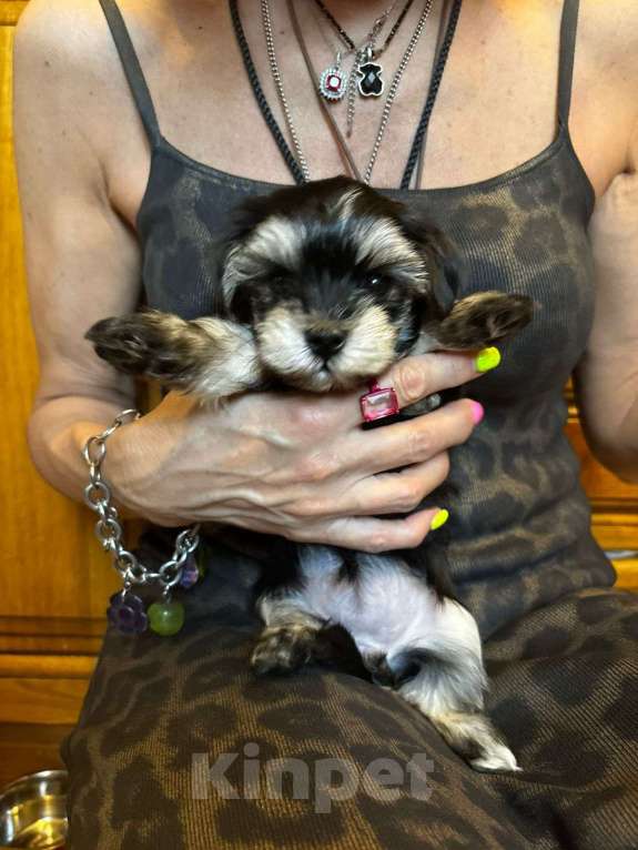 Собаки в Москве: Софи Девочка, 50 000 руб. - фото 2