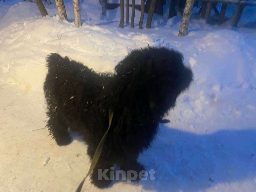 Собаки в Москве: Русский черный терьер в добрые руки Девочка, Бесплатно - фото 2