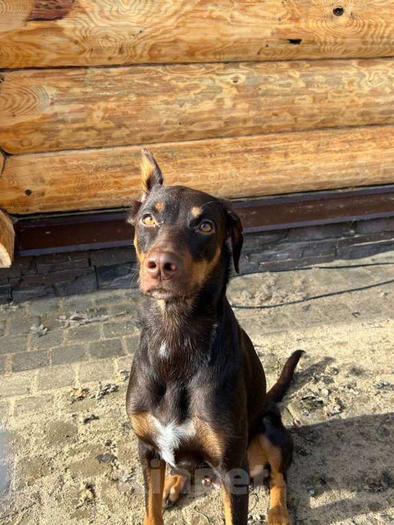Собаки в Санкт-Петербурге: Милка ищет новых хозяев Девочка, Бесплатно - фото 2