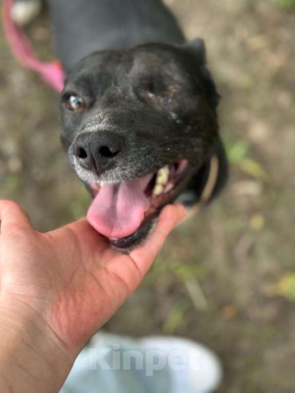 Собаки в Москве: Небольшая Нола в поисках дома Девочка, Бесплатно - фото 2