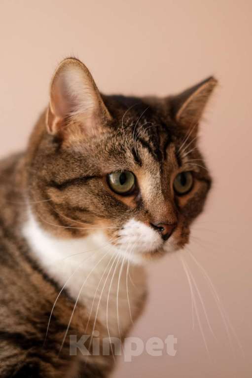 Кошки в Санкт-Петербурге: Проша из приюта в добрые руки Мальчик, Бесплатно - фото 2