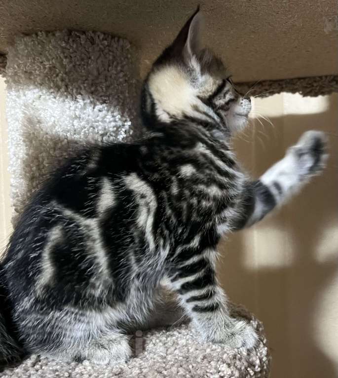 Кошки в Подольске: Красивый котёнок девочка Девочка, 5 000 руб. - фото 1